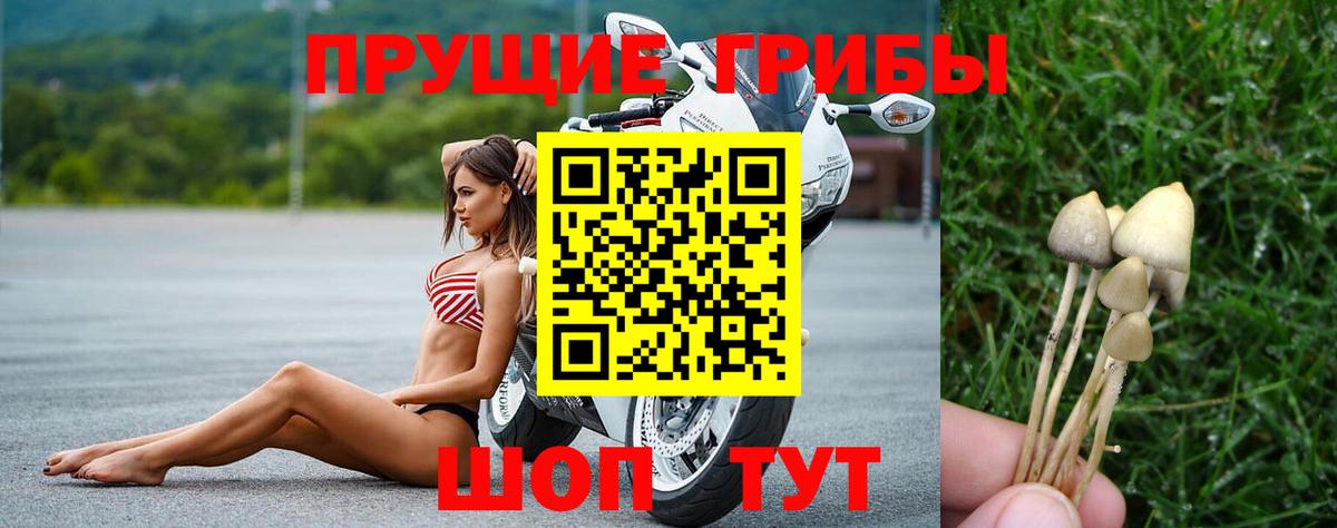 Галлюциногенные грибы Psilocybine cubensis  Вход с VPN  Псилоцибиновые грибы GOLDEN TEACHER  Тара 